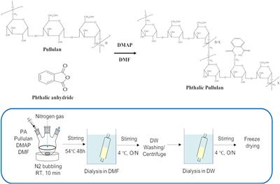 Pullulan Nanoparticles as Prebiotics Enhance the Antibacterial Properties of Lactobacillus plantarum Through the Induction of Mild Stress in Probiotics